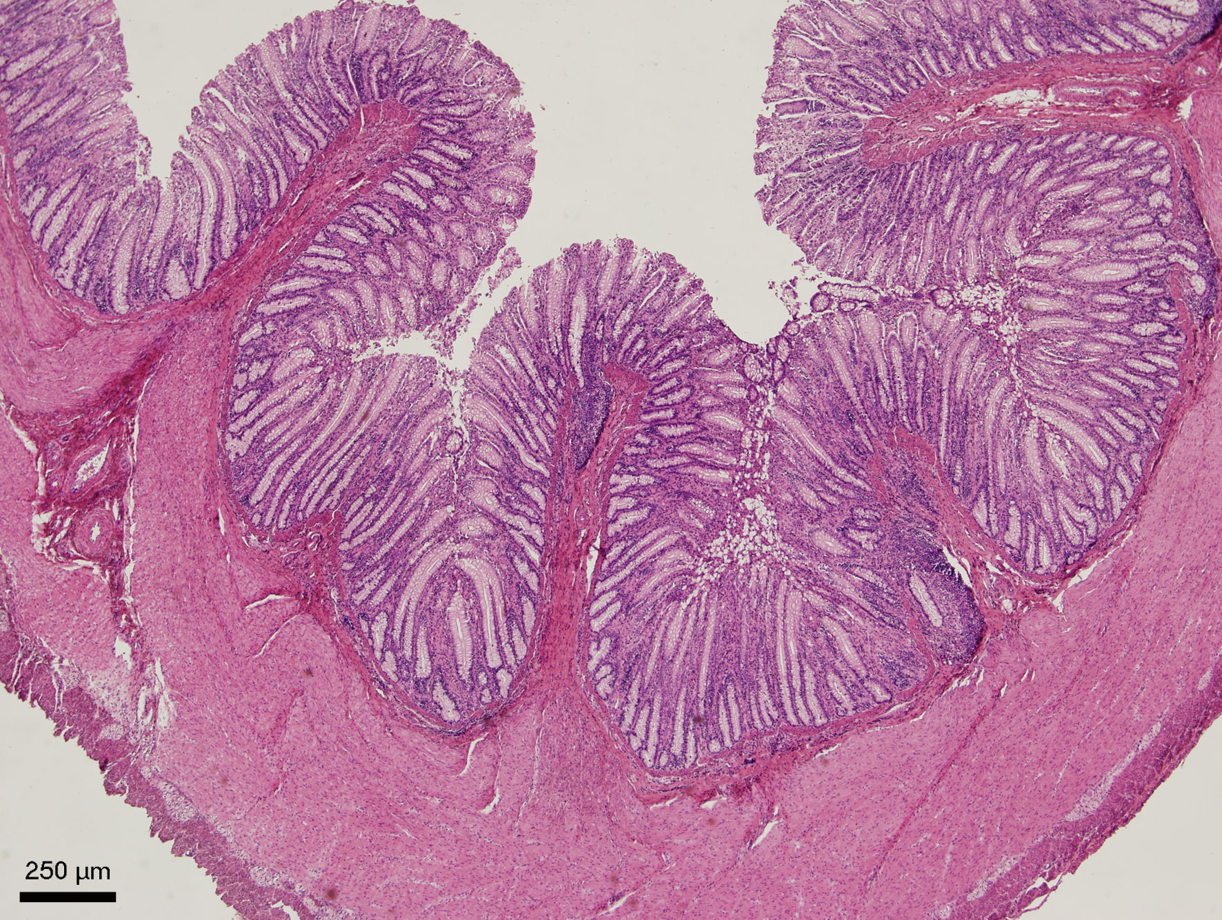 Slinivka Brisni Veterinarni Histologie Vfu Brno