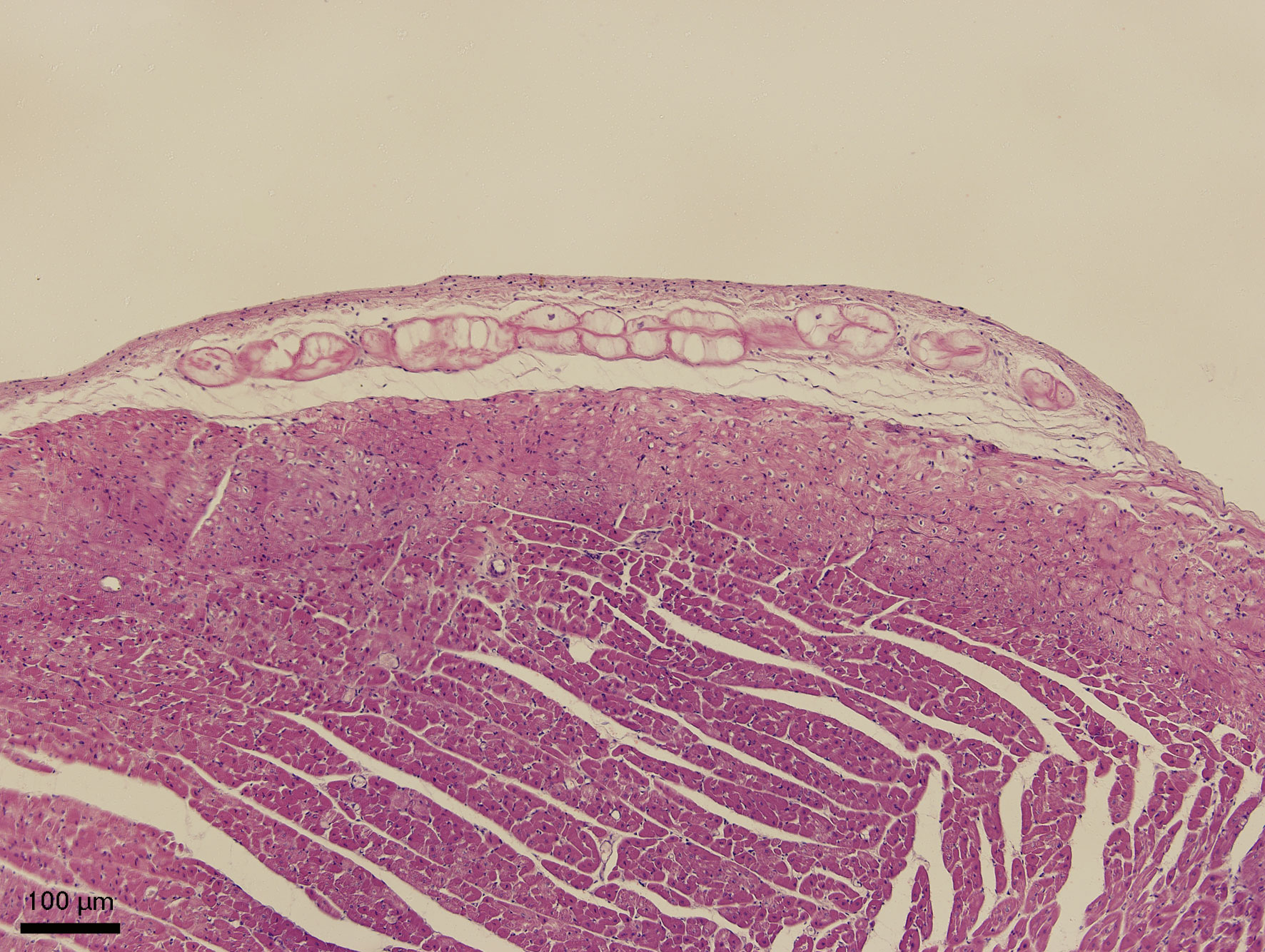 Slinivka Brisni Veterinarni Histologie Vfu Brno