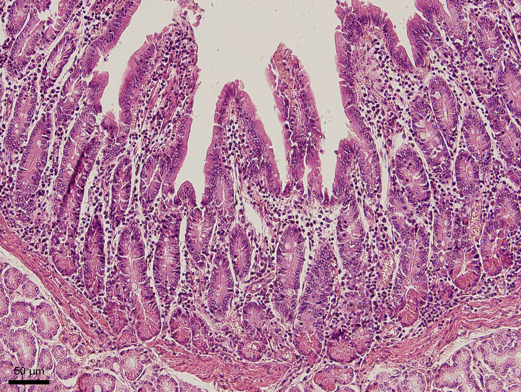 Slinivka Brisni Veterinarni Histologie Vfu Brno