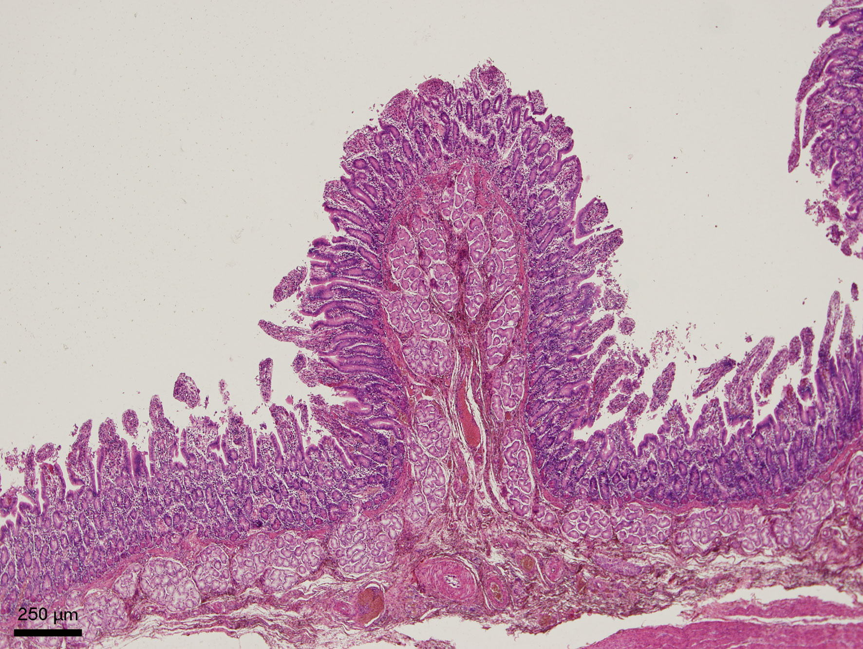 Slinivka Brisni Veterinarni Histologie Vfu Brno