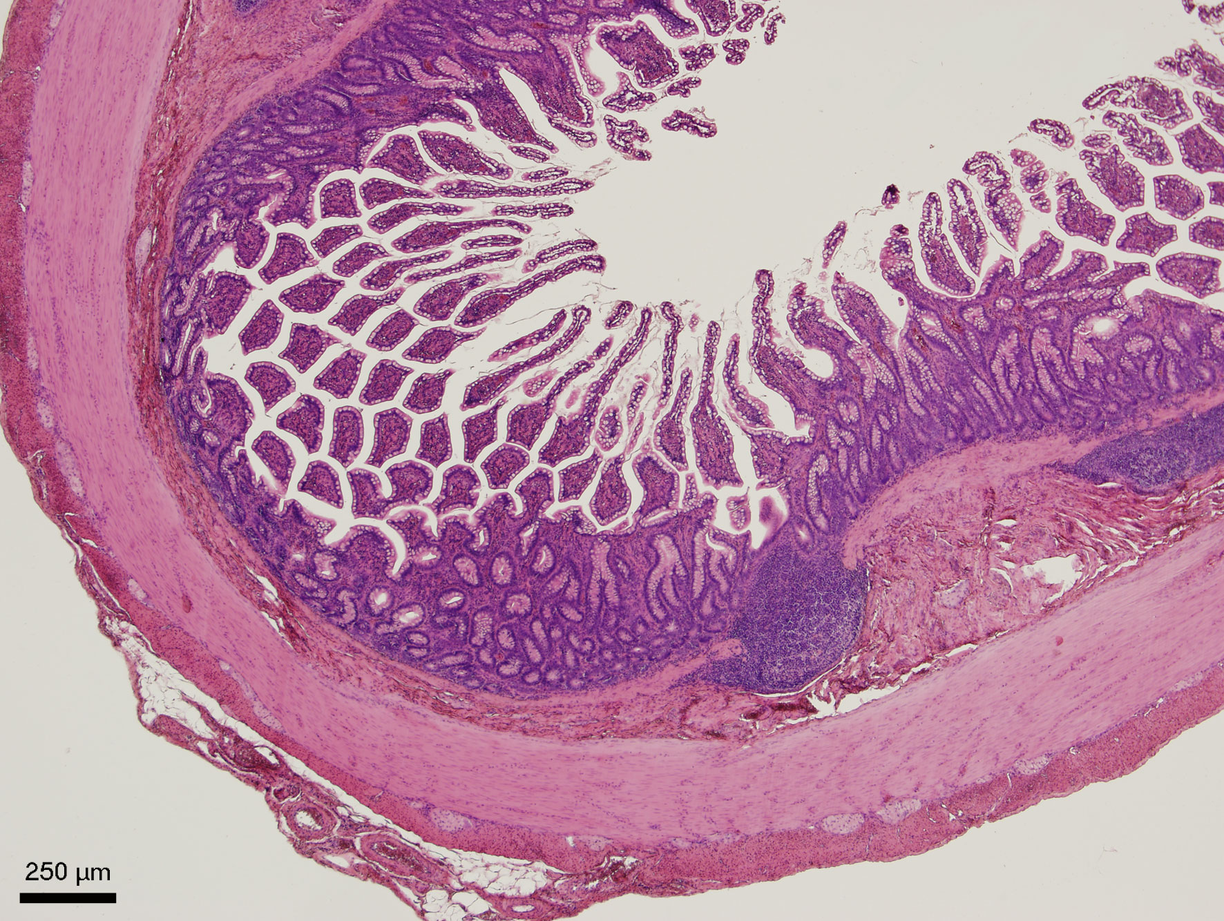 Slinivka Brisni Veterinarni Histologie Vfu Brno