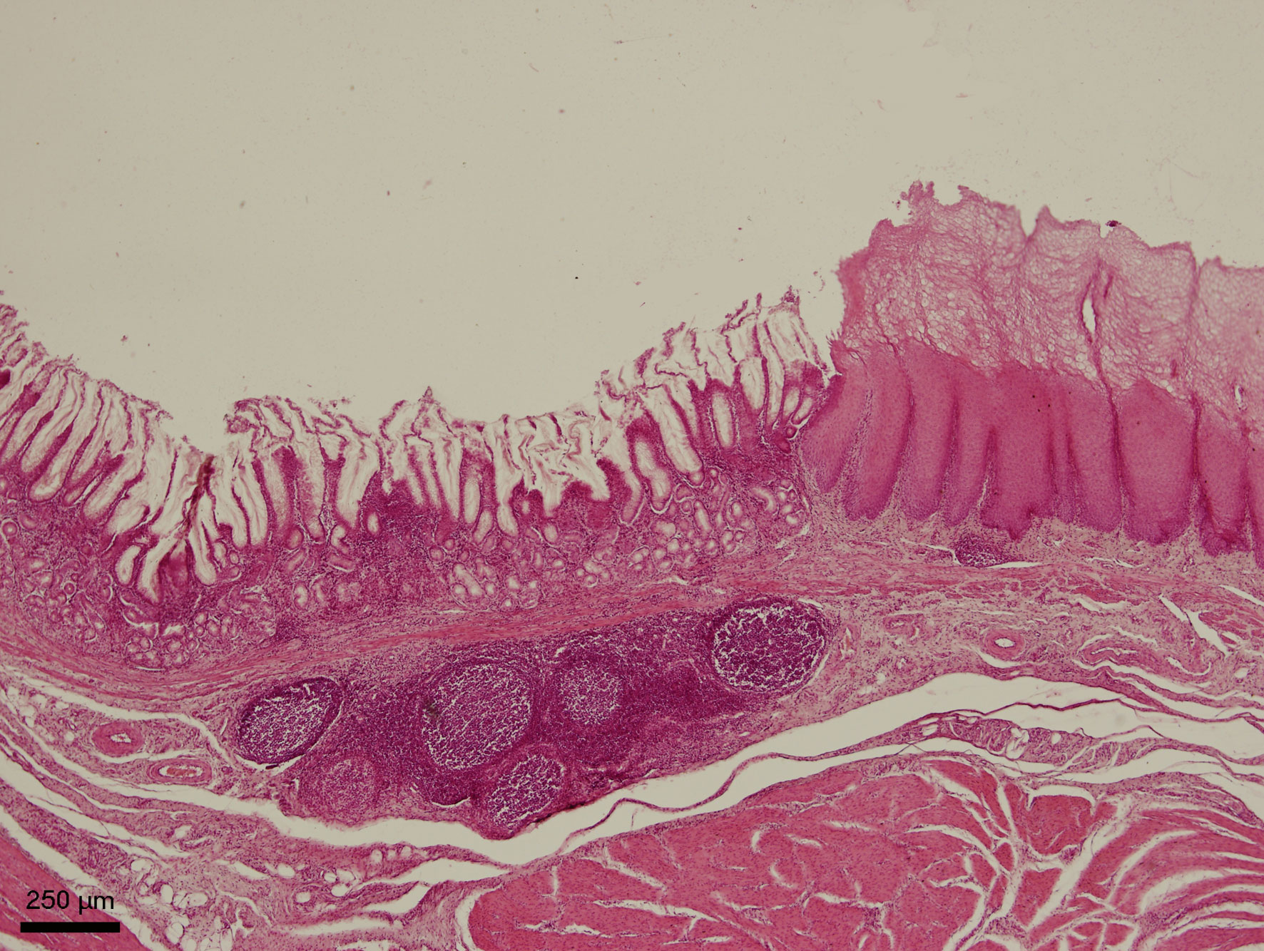 Slinivka Brisni Veterinarni Histologie Vfu Brno