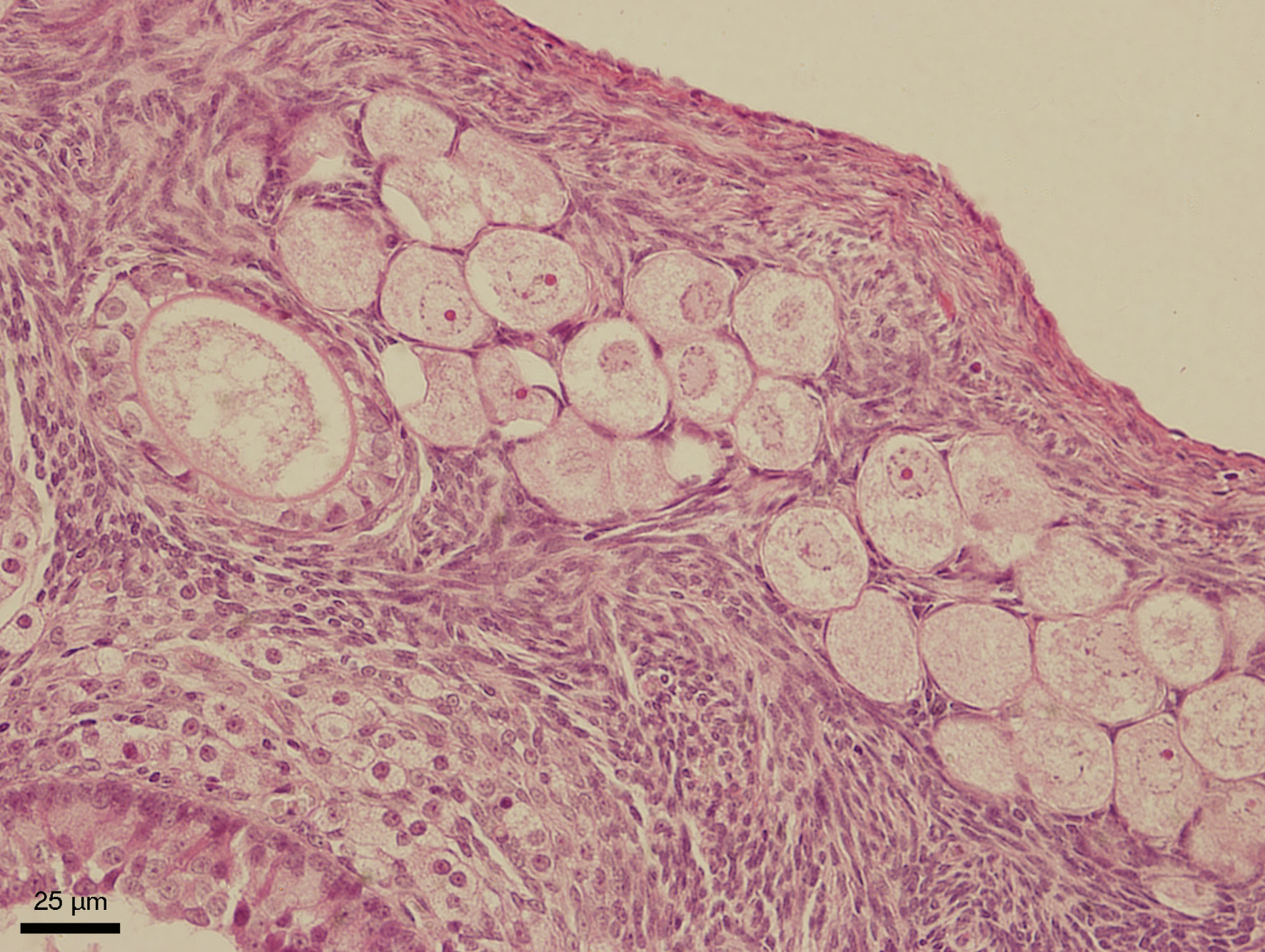 Slinivka Brisni Veterinarni Histologie Vfu Brno