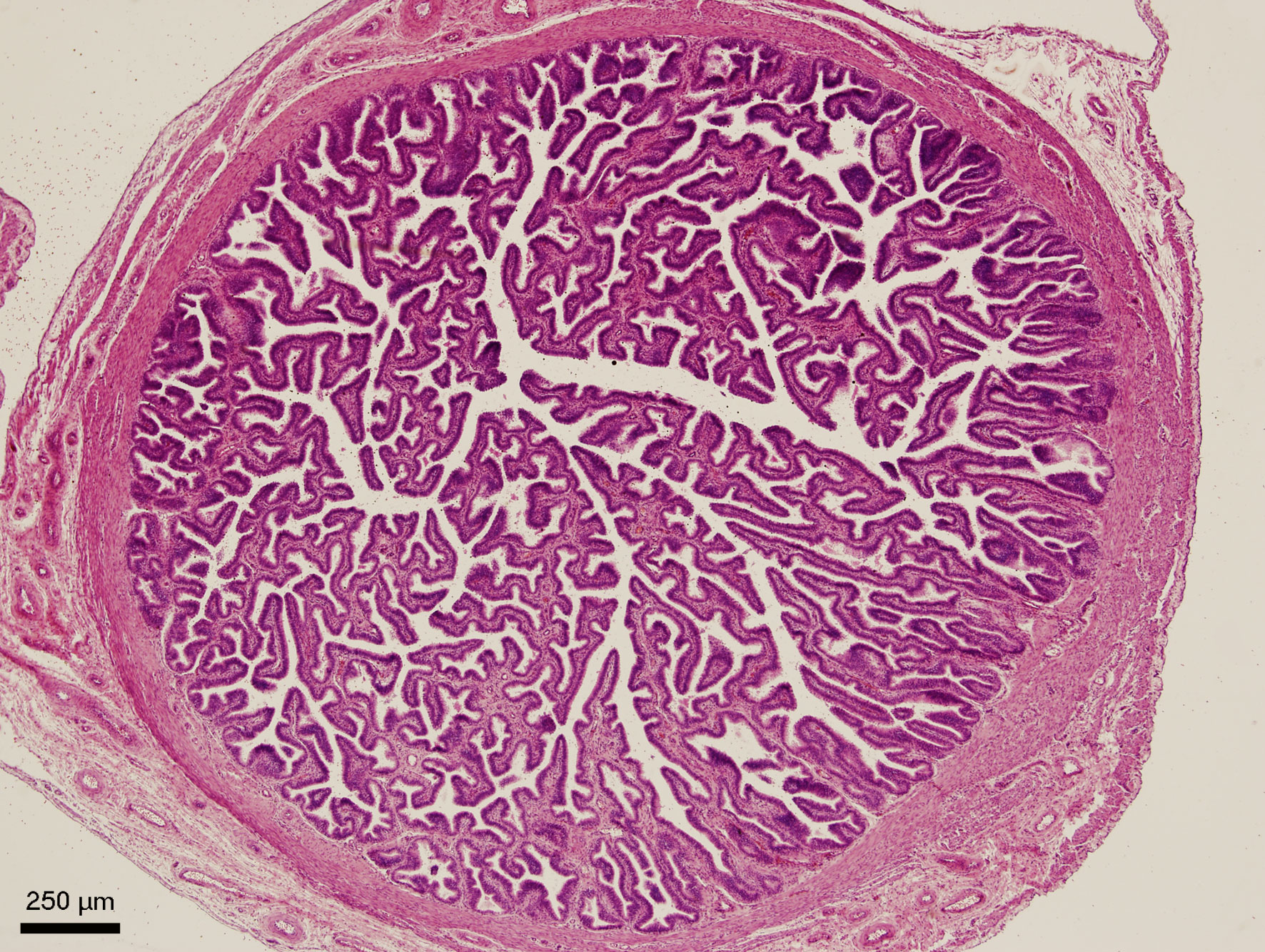 Slinivka Brisni Veterinarni Histologie Vfu Brno