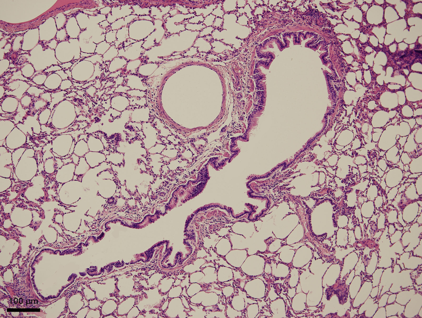 Slinivka Brisni Veterinarni Histologie Vfu Brno