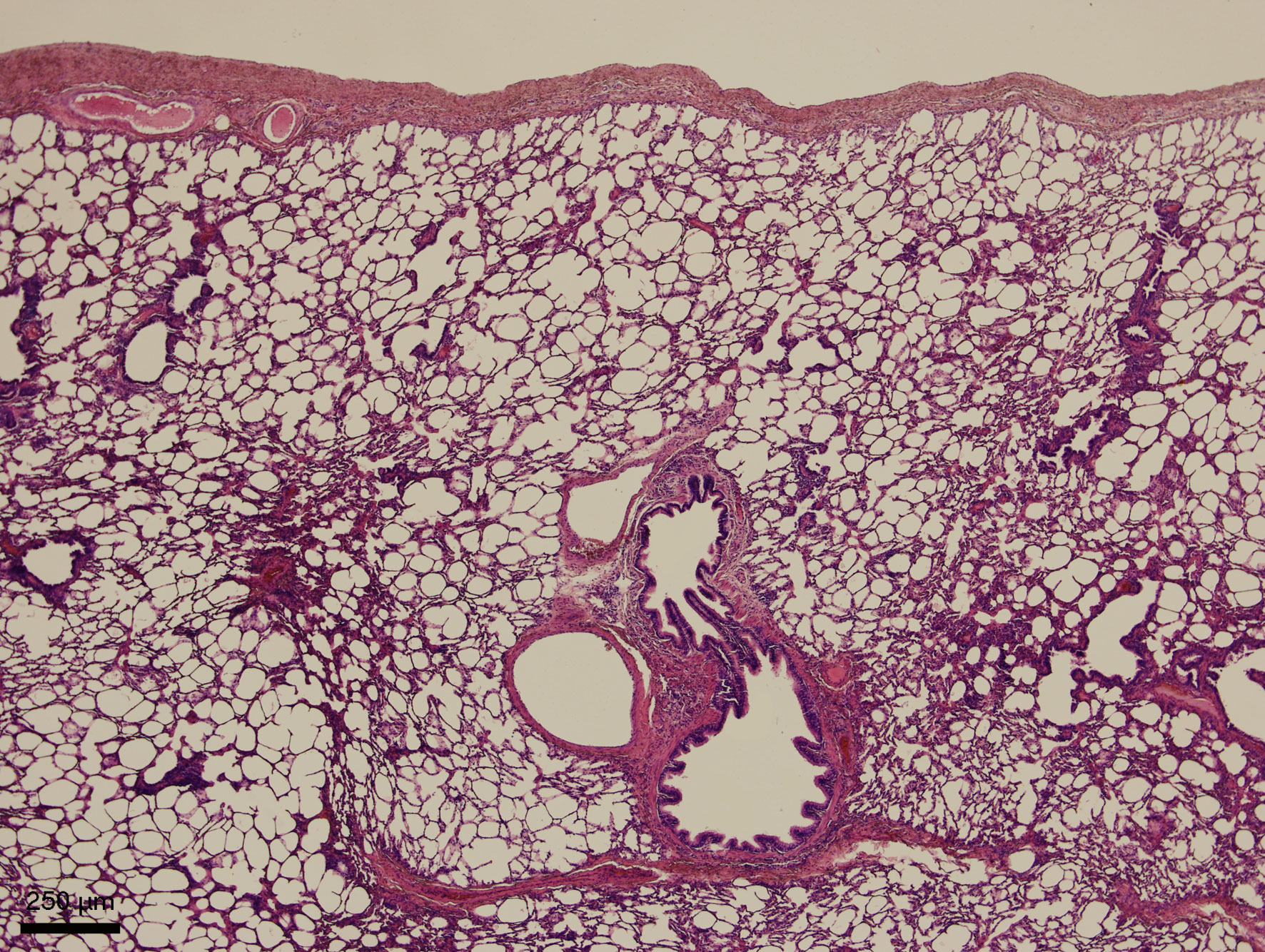 Slinivka Brisni Veterinarni Histologie Vfu Brno