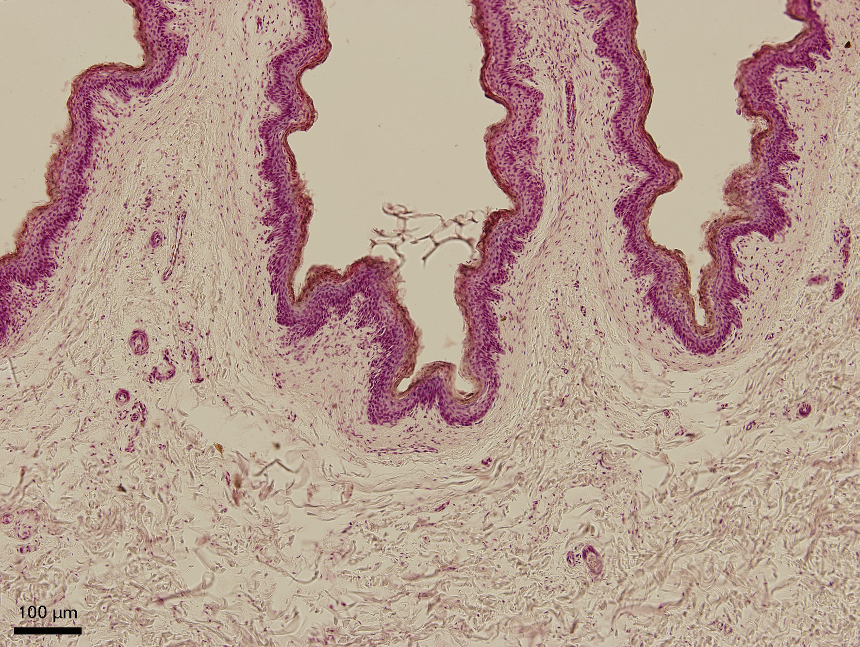 Slinivka Brisni Veterinarni Histologie Vfu Brno