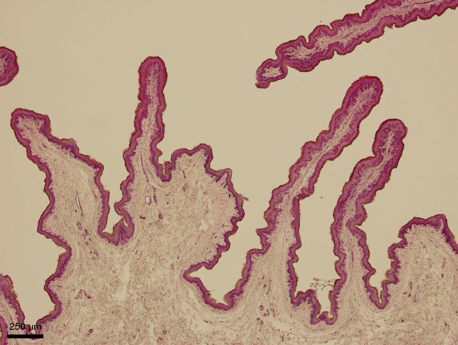 Slinivka Brisni Veterinarni Histologie Vfu Brno