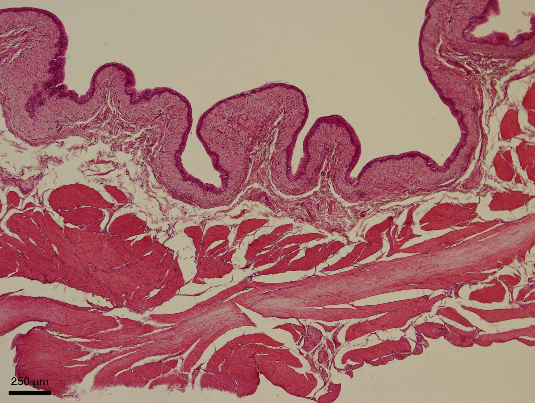 Slinivka Brisni Veterinarni Histologie Vfu Brno