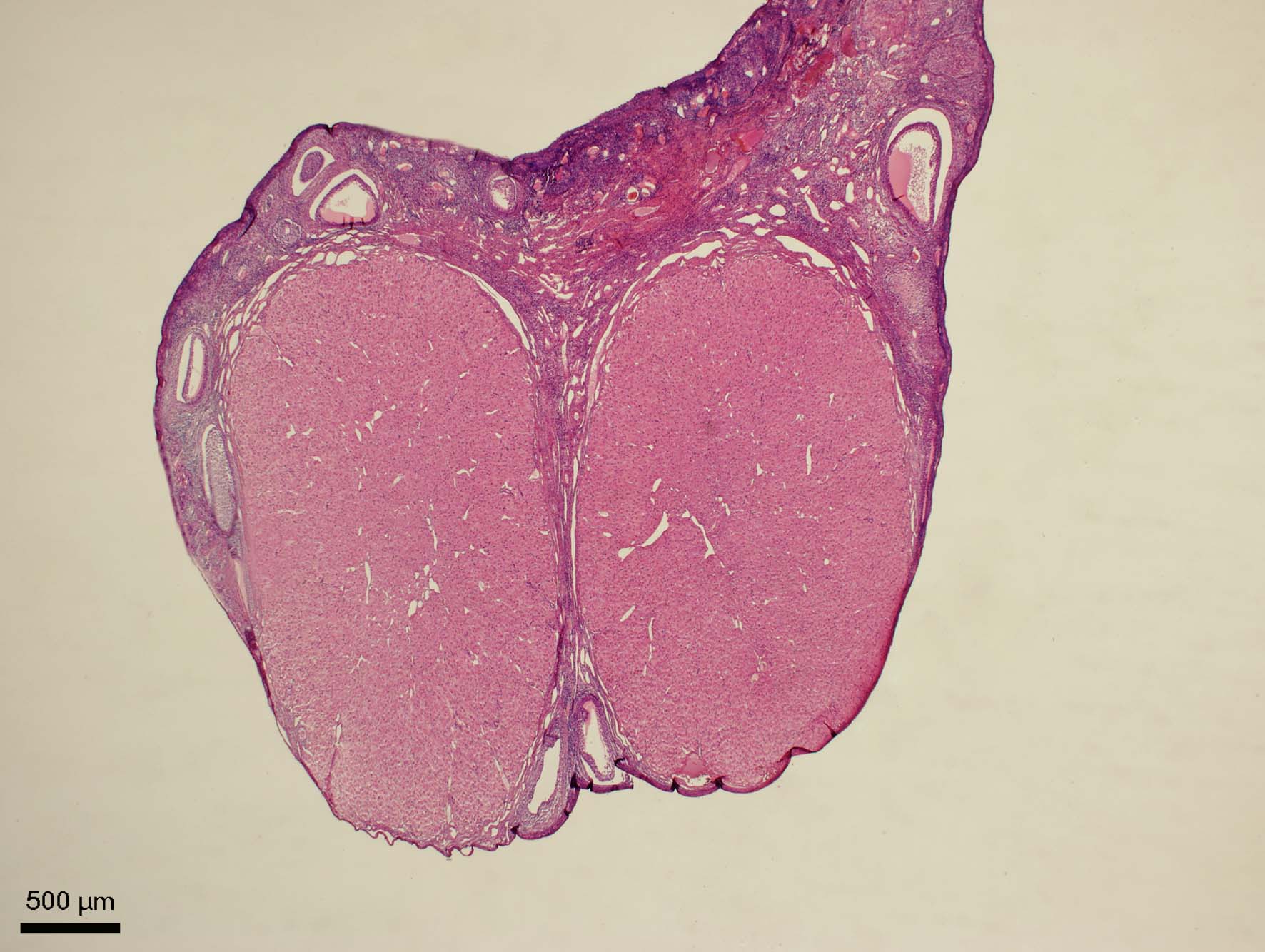 Slinivka Brisni Veterinarni Histologie Vfu Brno