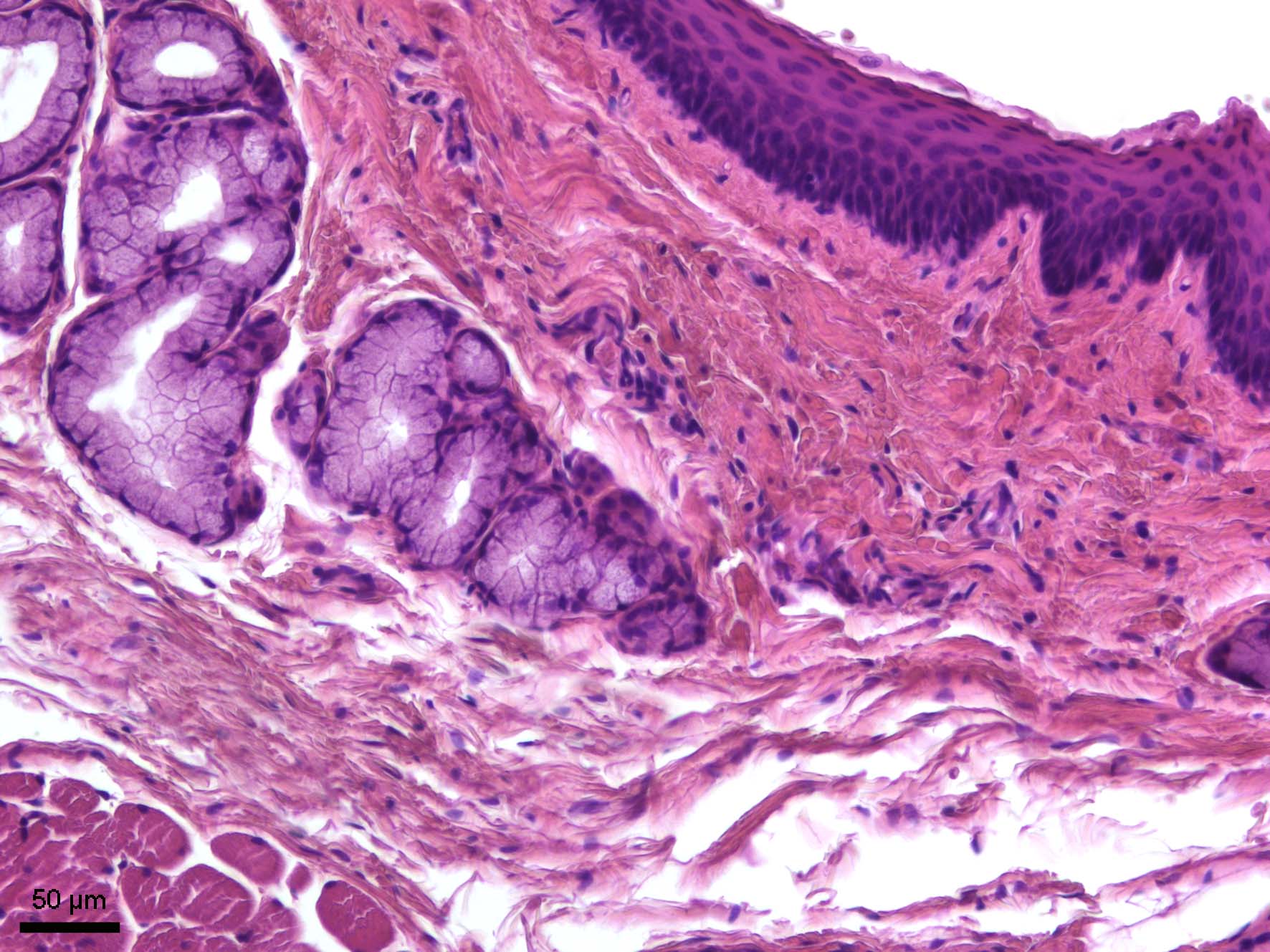 Slinivka Brisni Veterinarni Histologie Vfu Brno