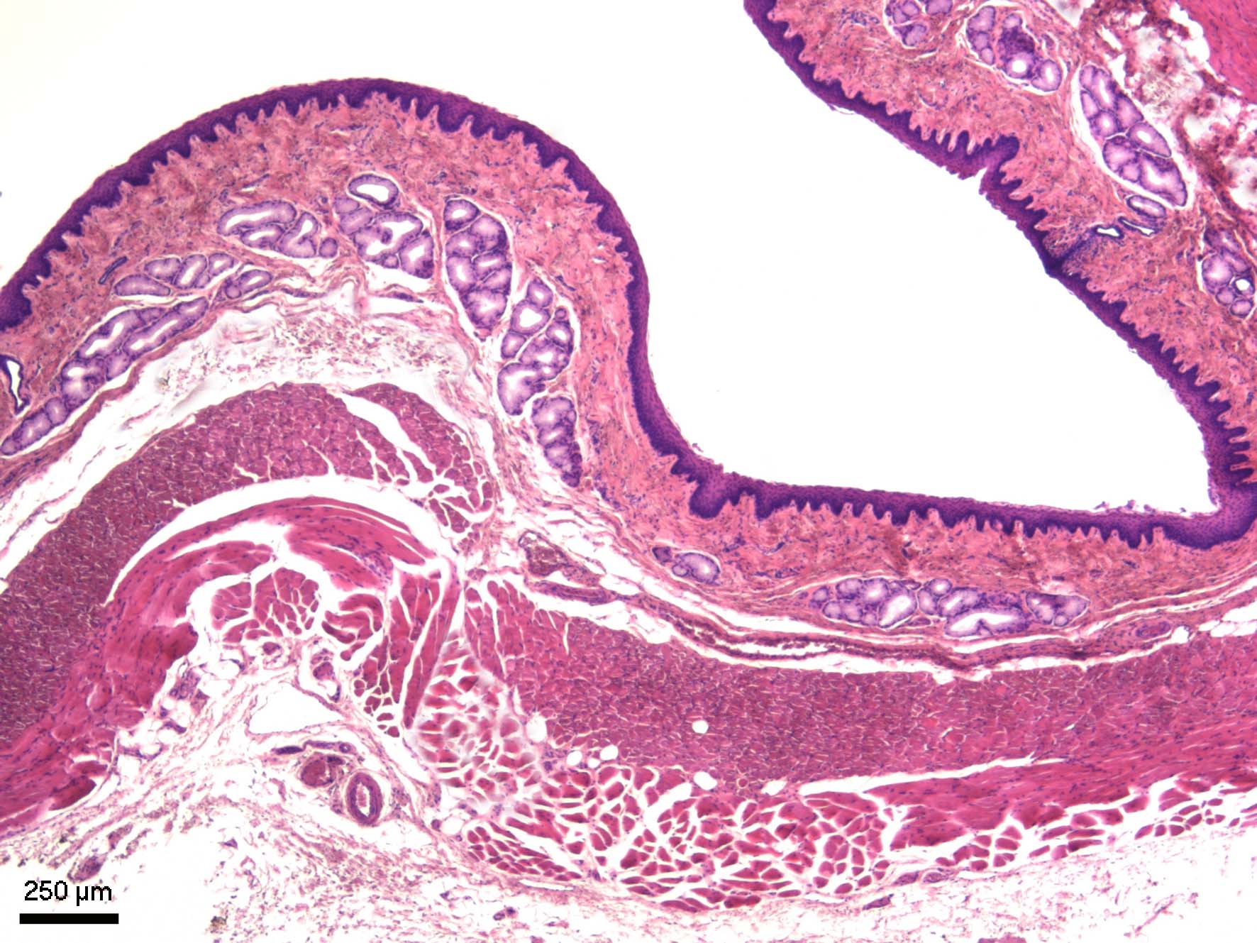 Slinivka Brisni Veterinarni Histologie Vfu Brno